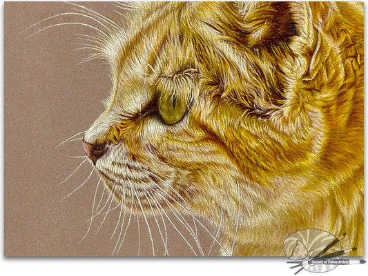 Sand Cat Portrait