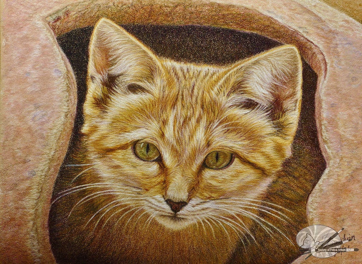 Sand Cat Portrait 2
