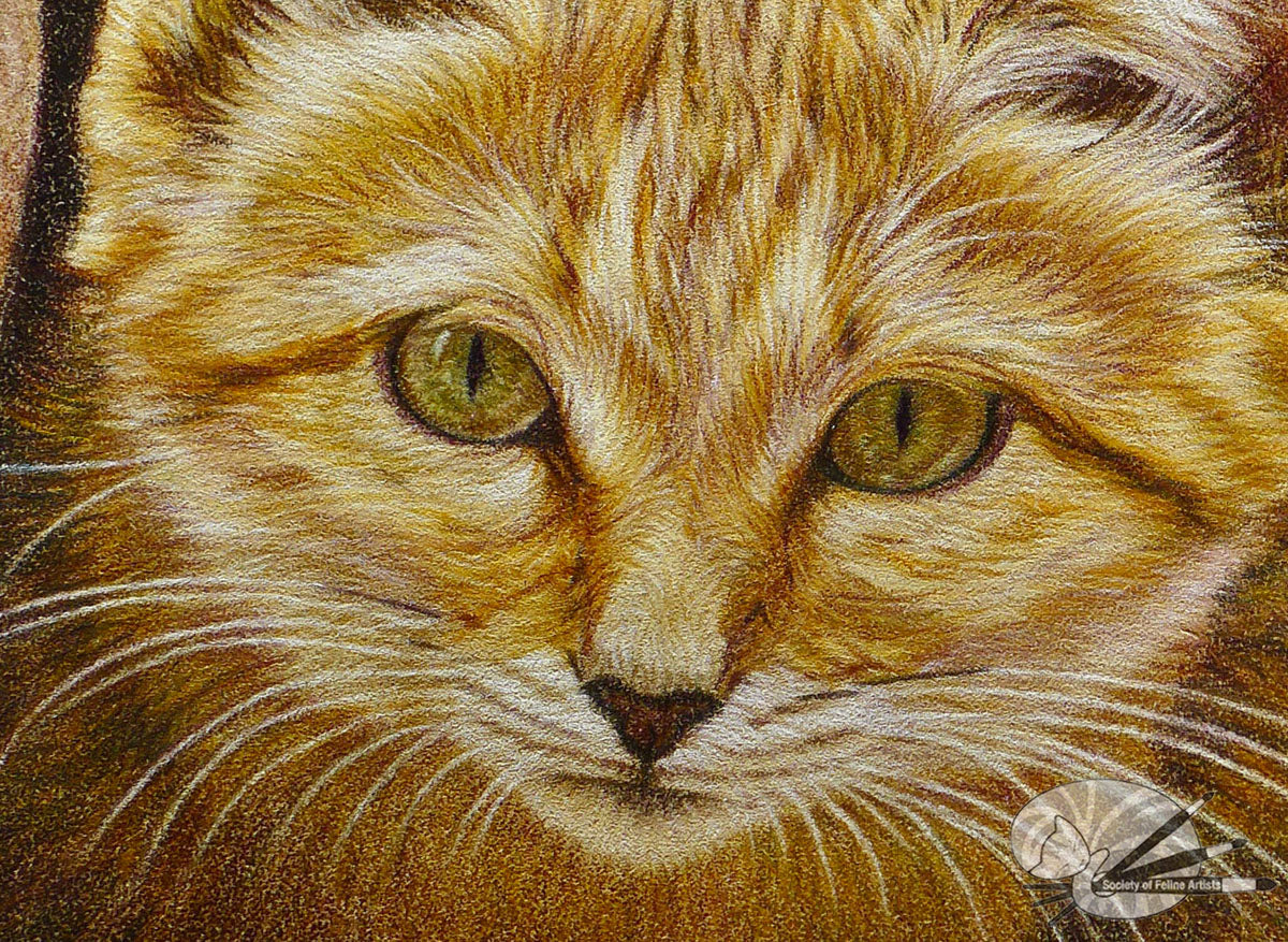 Sand Cat Portrait 2