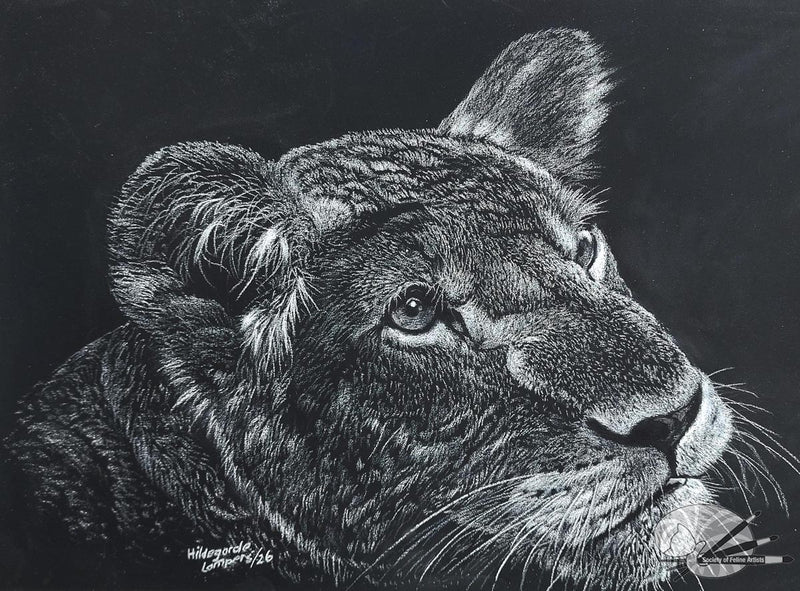 A white on black lion study
