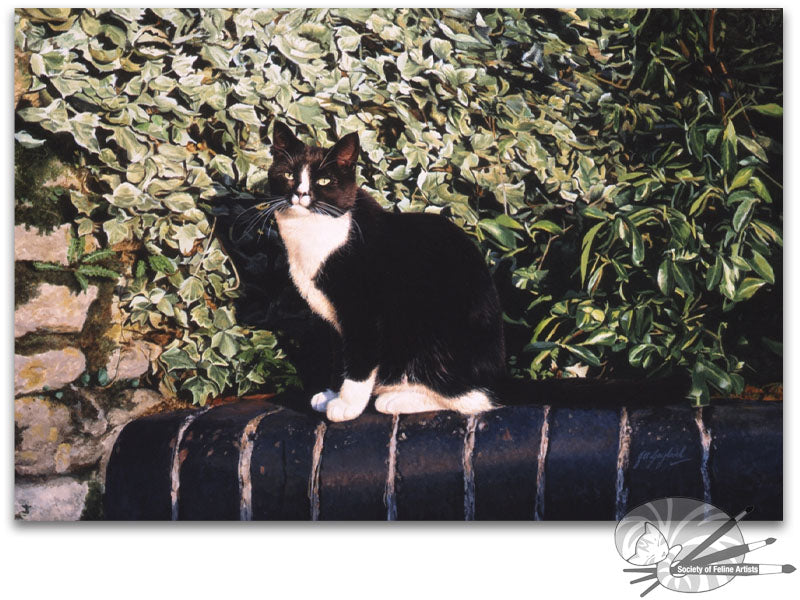 An Evening In The Sun - Tuxedo cat