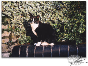An Evening In The Sun - Tuxedo cat