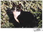 Load image into Gallery viewer, An Evening In The Sun - Tuxedo cat

