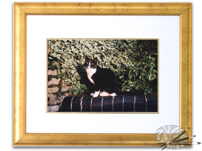 An Evening In The Sun - Tuxedo cat