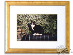 Load image into Gallery viewer, An Evening In The Sun - Tuxedo cat
