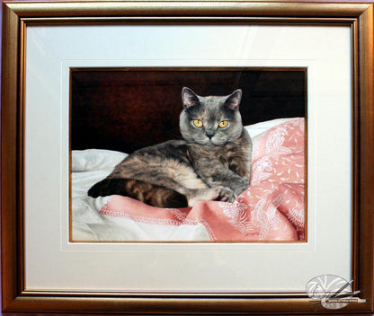 "Endearing" British Shorthair Blue Cream