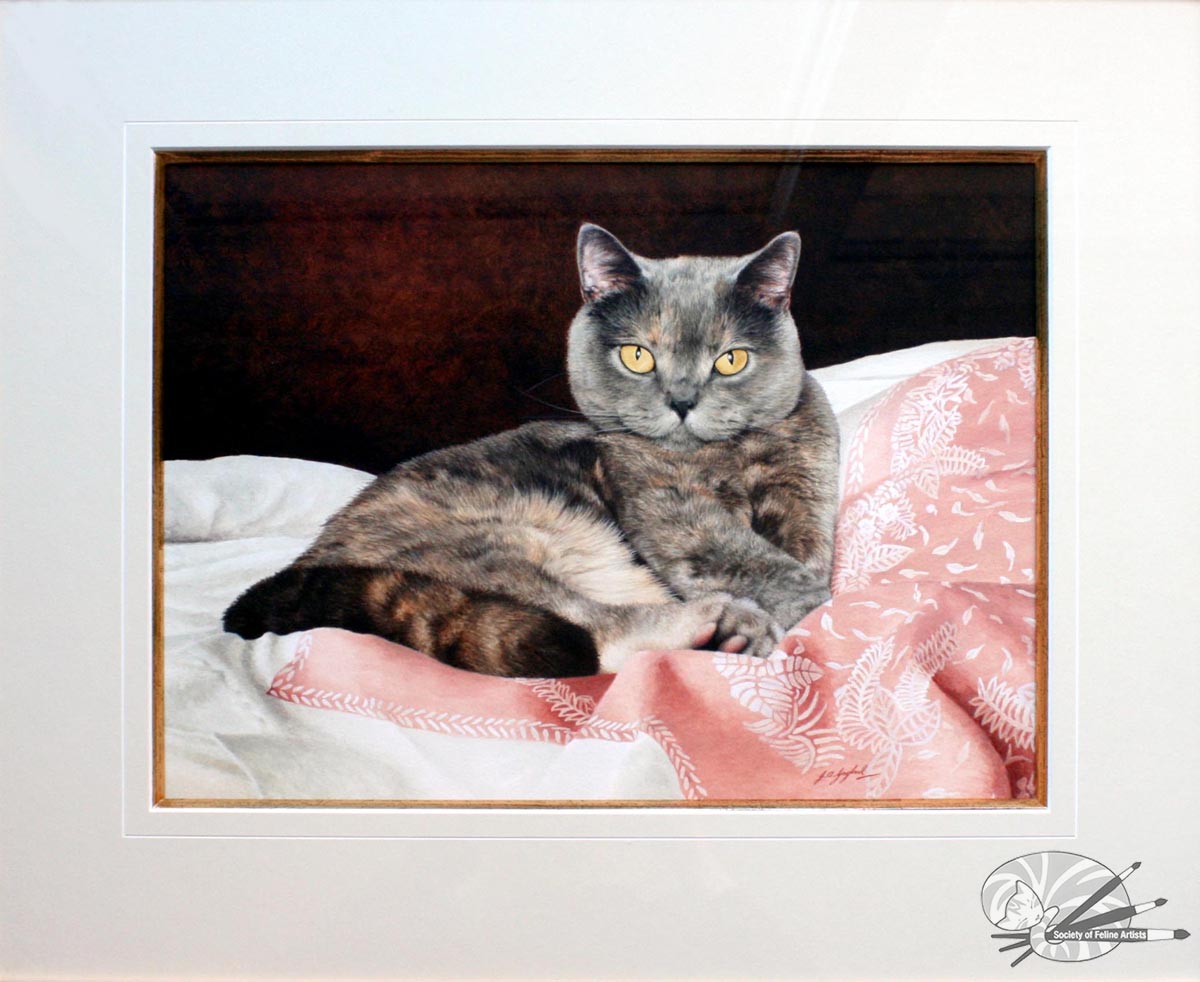"Endearing" British Shorthair Blue Cream