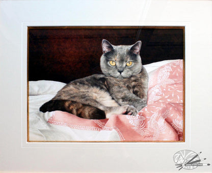 "Endearing" British Shorthair Blue Cream