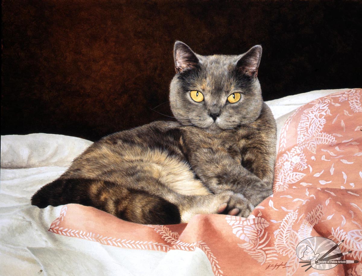 "Endearing" British Shorthair Blue Cream