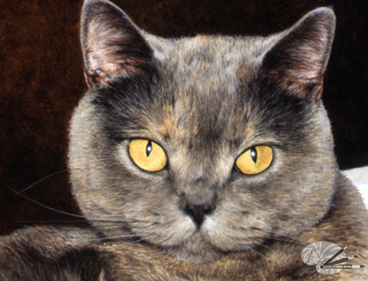 "Endearing" British Shorthair Blue Cream