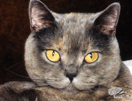 "Endearing" British Shorthair Blue Cream