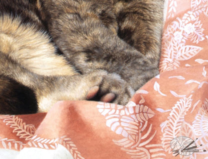 "Endearing" British Shorthair Blue Cream