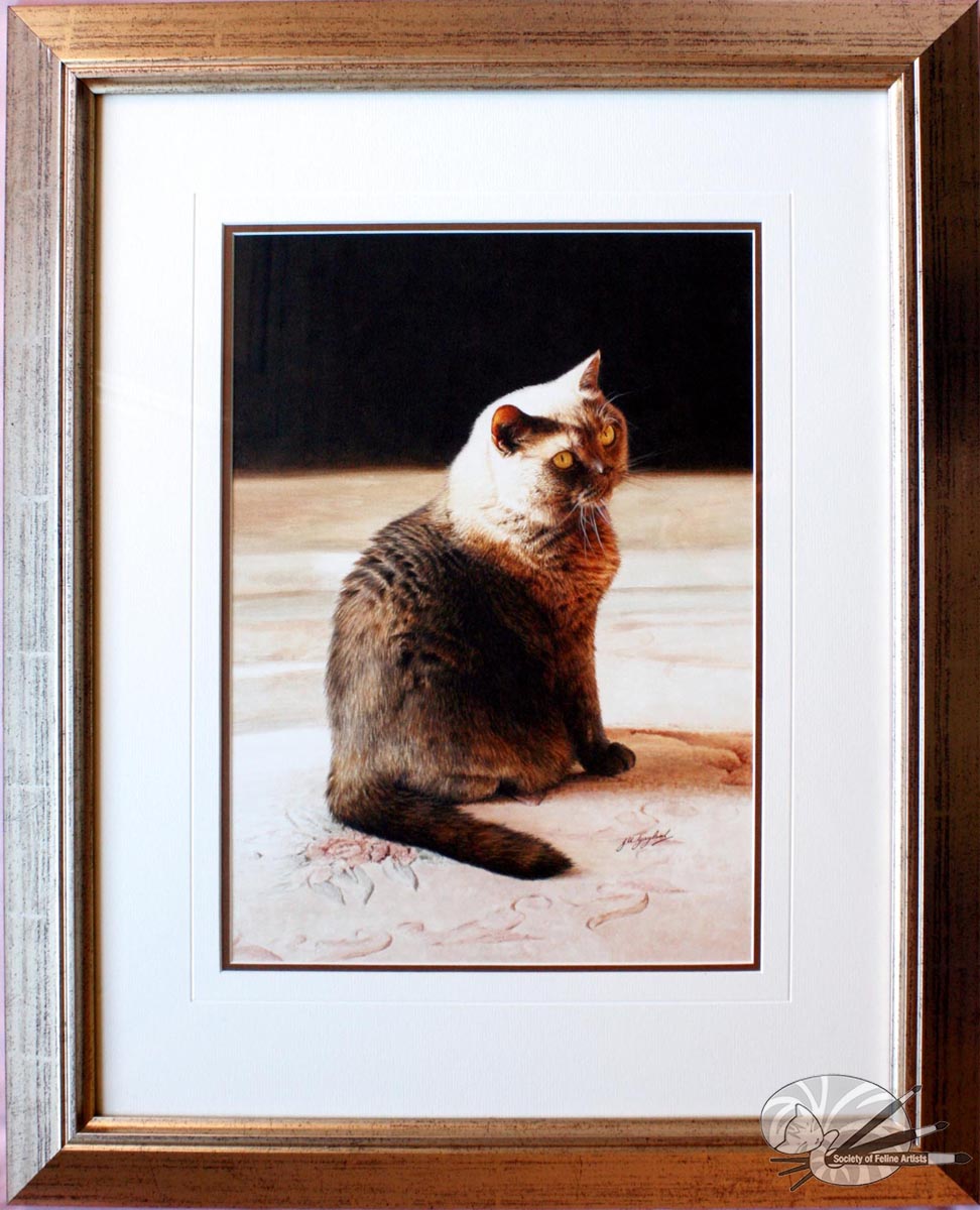 "Golden Glow" British Shorthair Blue Cream