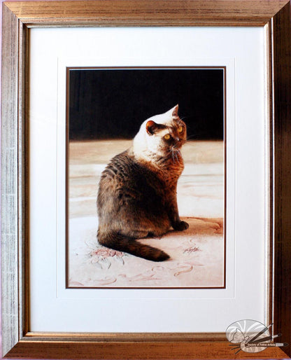 "Golden Glow" British Shorthair Blue Cream