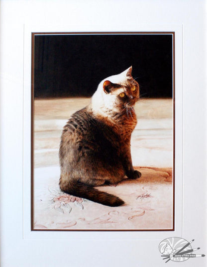 "Golden Glow" British Shorthair Blue Cream