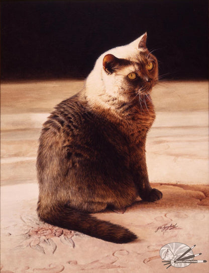 "Golden Glow" British Shorthair Blue Cream