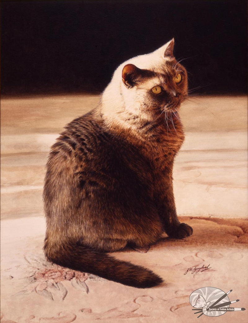 "Golden Glow" British Shorthair Blue Cream