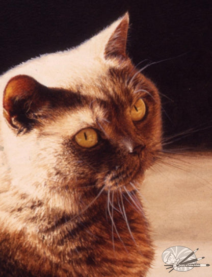 "Golden Glow" British Shorthair Blue Cream