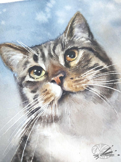 Tabby Blue