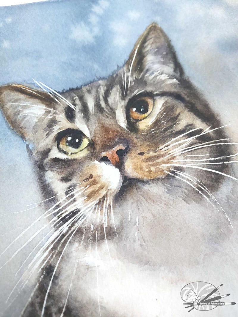 Tabby Blue