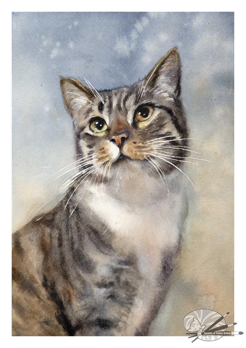 Tabby Blue