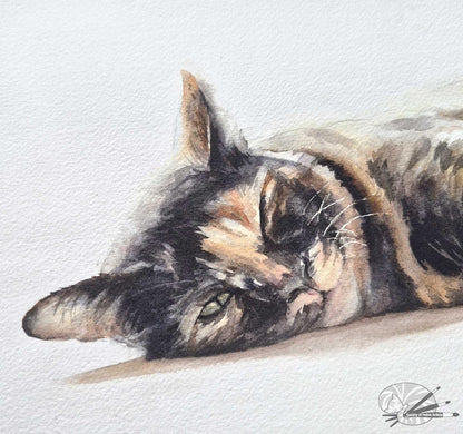 Tortoiseshell Cat