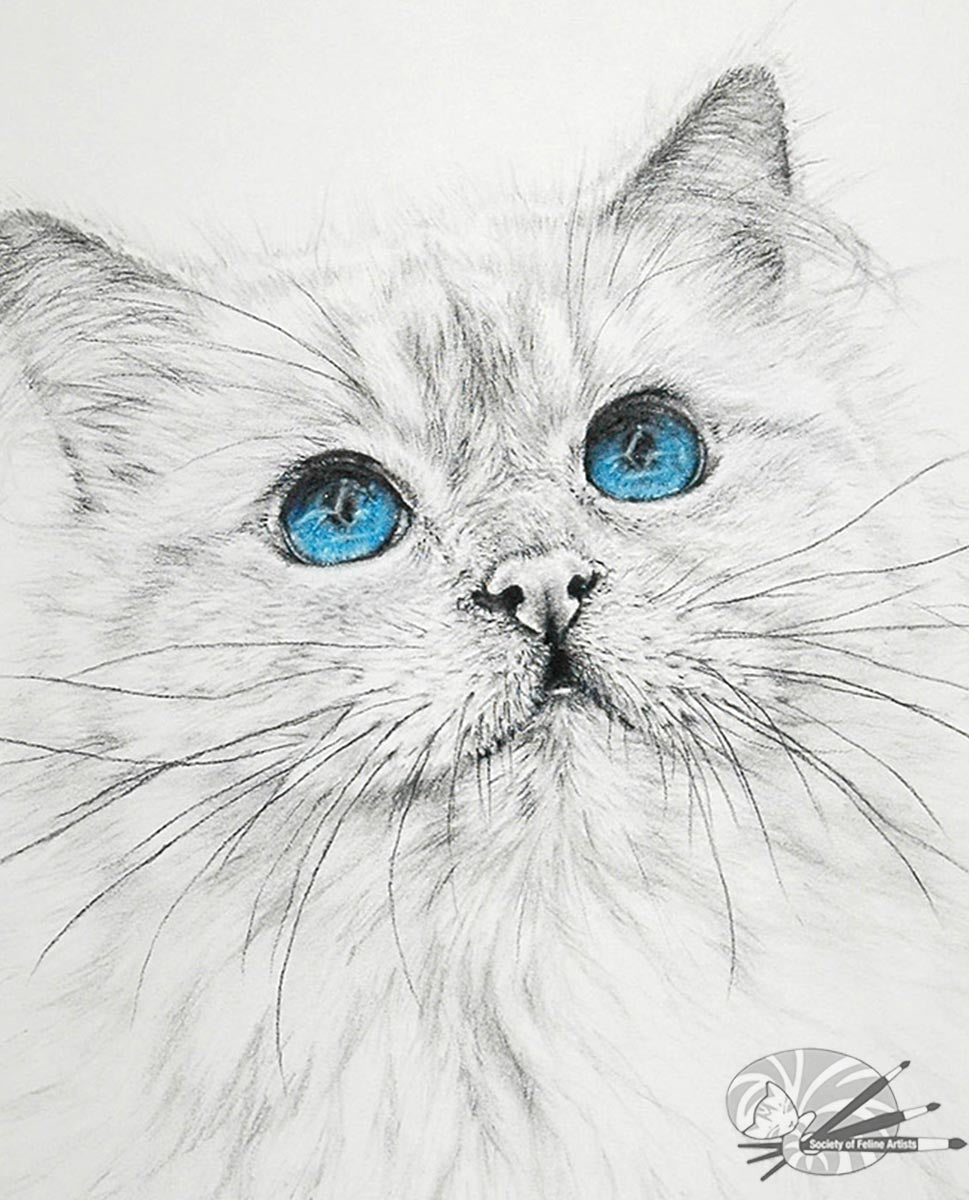 Birman Blue