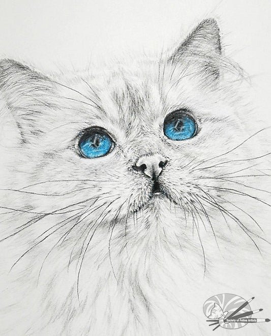 Birman Blue