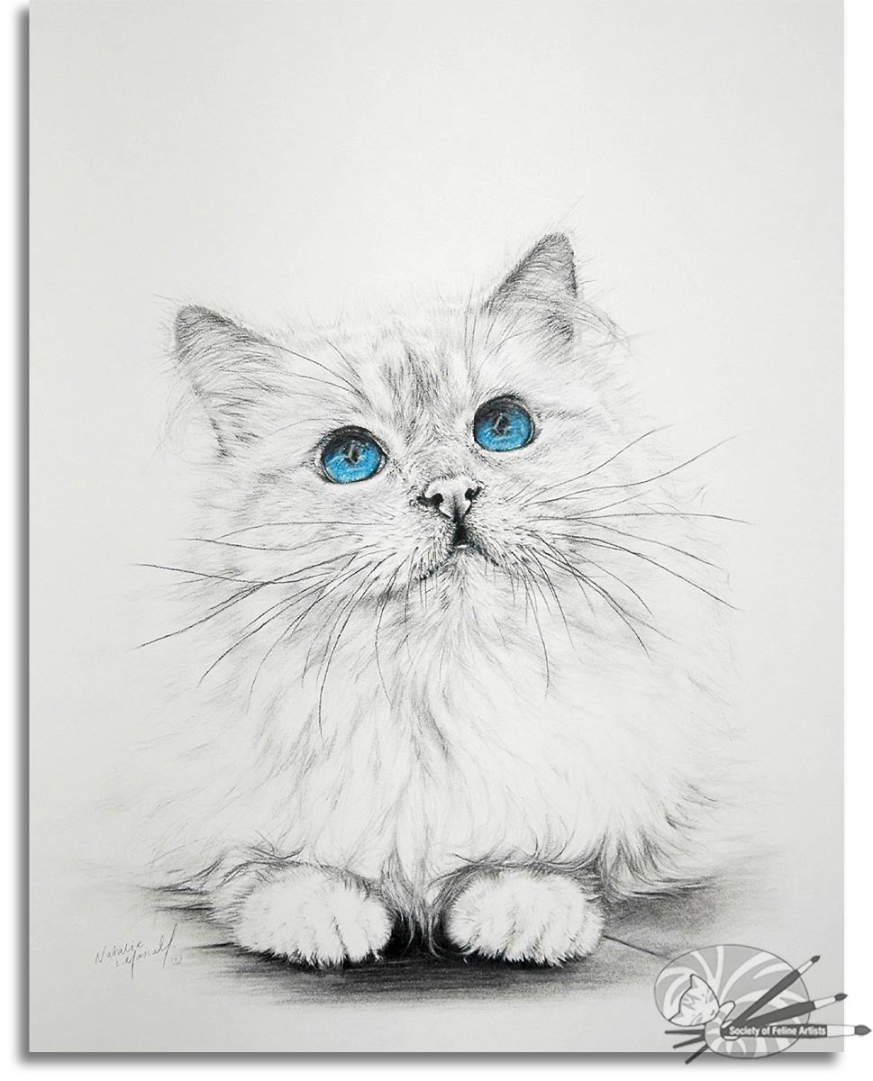 Birman Blue