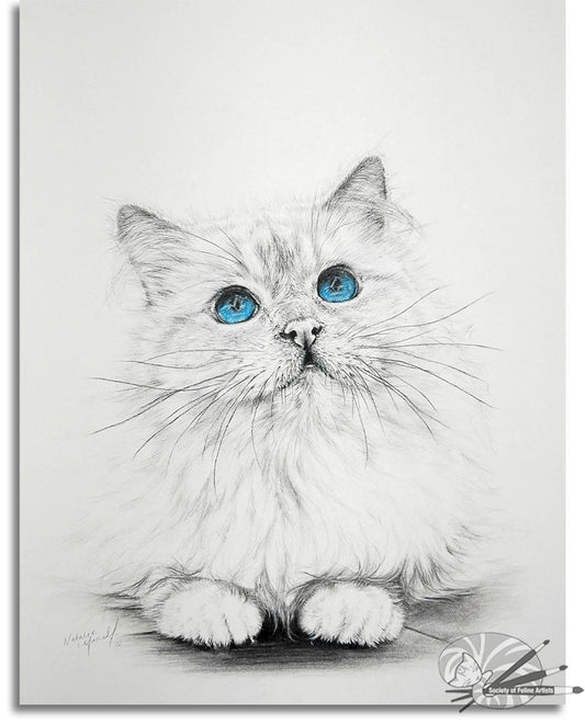 Birman Blue