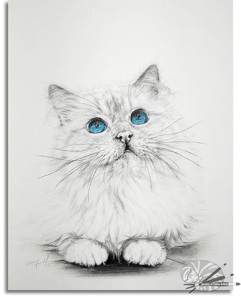 Birman Blue