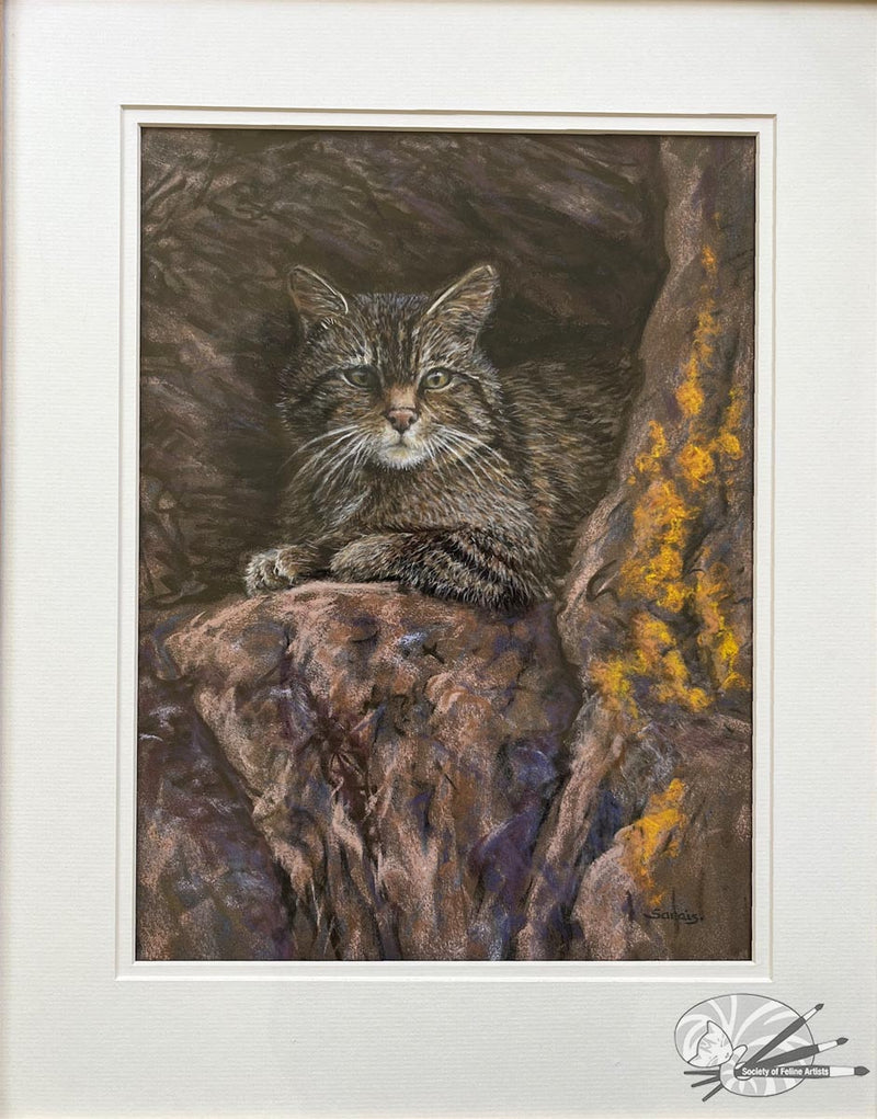 Highland Tiger