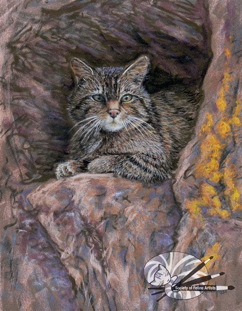 Highland Tiger