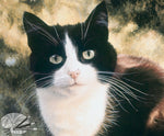 Load image into Gallery viewer, Jess - Tuxedo Cat Open Edition print
