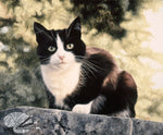 Load image into Gallery viewer, Jess - Tuxedo Cat Open Edition print
