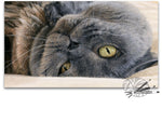 Load image into Gallery viewer, &quot;A Warm Greeting&quot; British Shorthair Blue Cream
