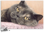 Load image into Gallery viewer, Cushion Comforts - British Shorthair Blue Cream
