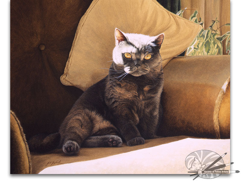'Days Like These' British Shorthair Blue Cream