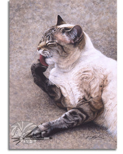 'Spotless' Siamese/Persian Cat