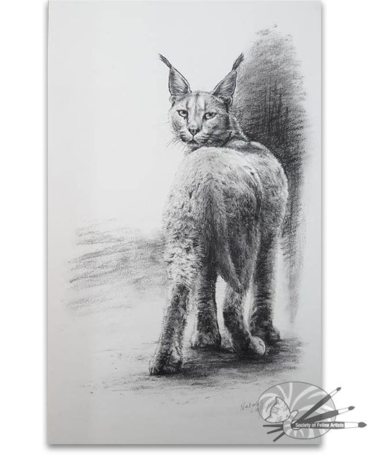 Griffin - African Caracal