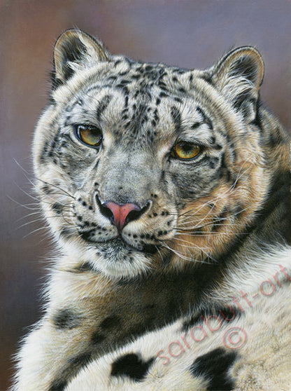 Snow Leopard - Limited Edition Print