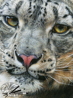 Load image into Gallery viewer, Snow Leopard - Limited Edition Print
